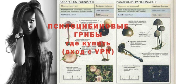 прущие грибы Алексеевка